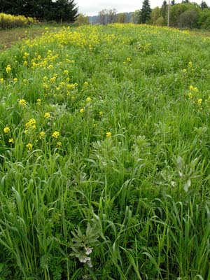 Cover Crops